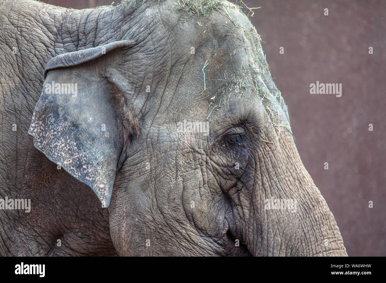 portrait in details of a sad elephant Stock Photo