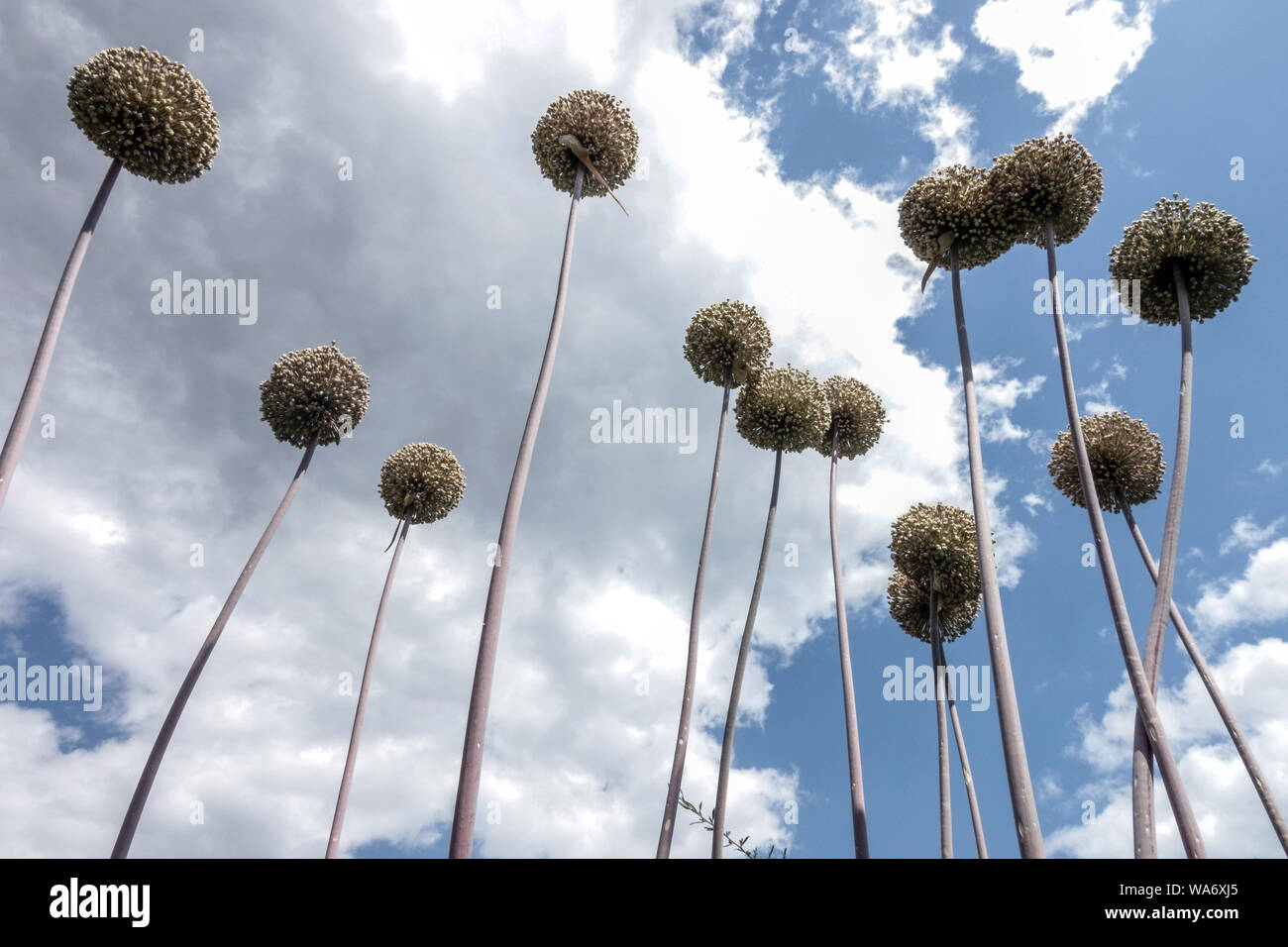 Allium 'Summer Drummer', flower heads on dry stems against sky Stock Photo
