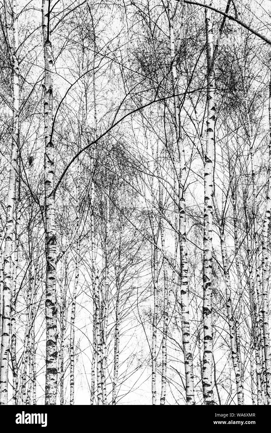 Black and white birch tree trunks. Stock Photo