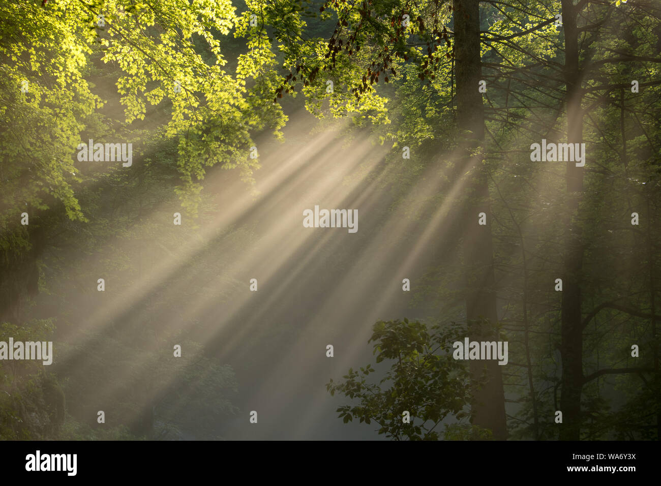 Forest path with sun rays hi-res stock photography and images - Alamy