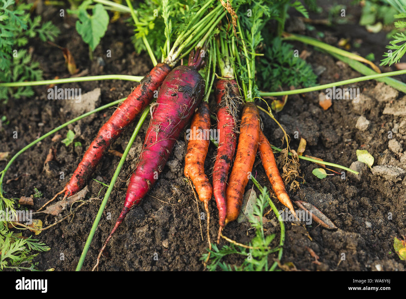 fresh harvested colorful carrots in the soil on the ground. farming agriculture concept. healthy organic food. close up Stock Photo