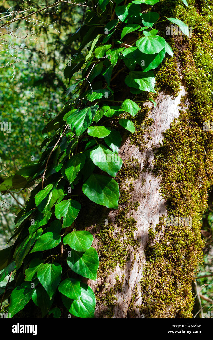 vertical background - colchis ivy on a dry mossy tree trunk Stock Photo