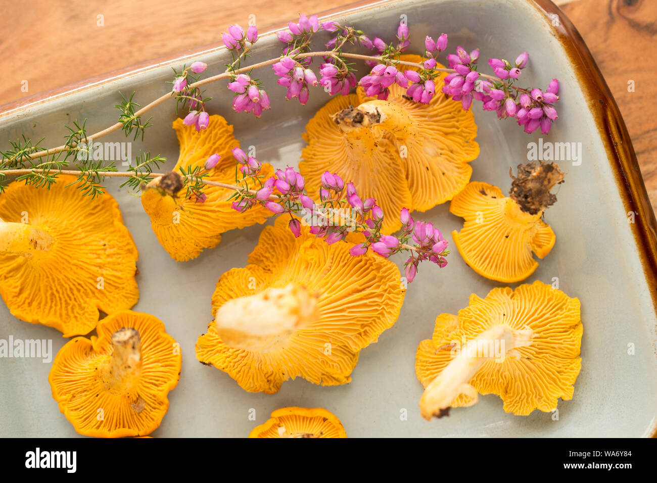 Chanterelles, Cantharellus cibarius, also known as golden chanterelles, decorated with bell heather, Erica cinerea. Chanterelles are popular as an edi Stock Photo