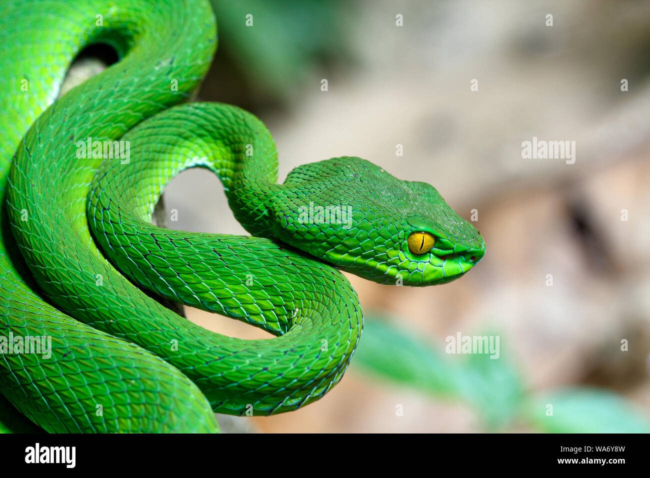 Green pit viper hi-res stock photography and images - Alamy