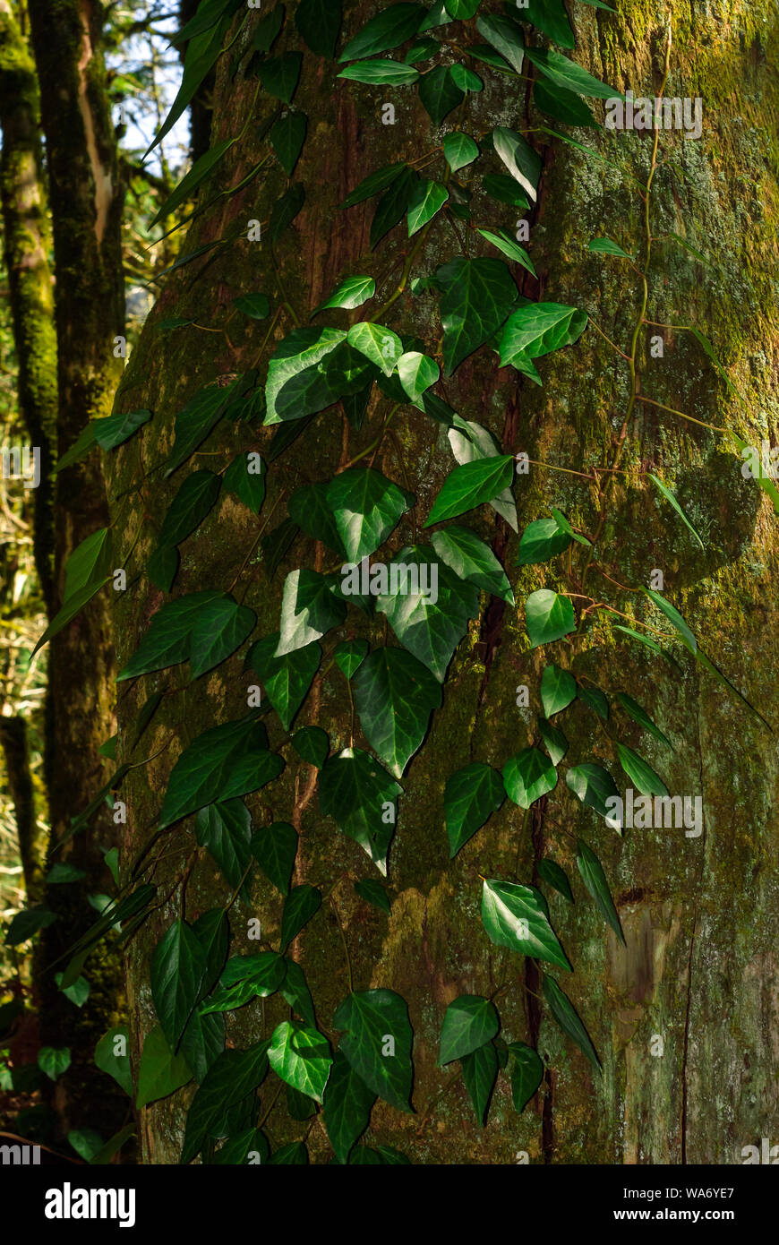vertical background - colchis ivy on a dry mossy tree trunk Stock Photo