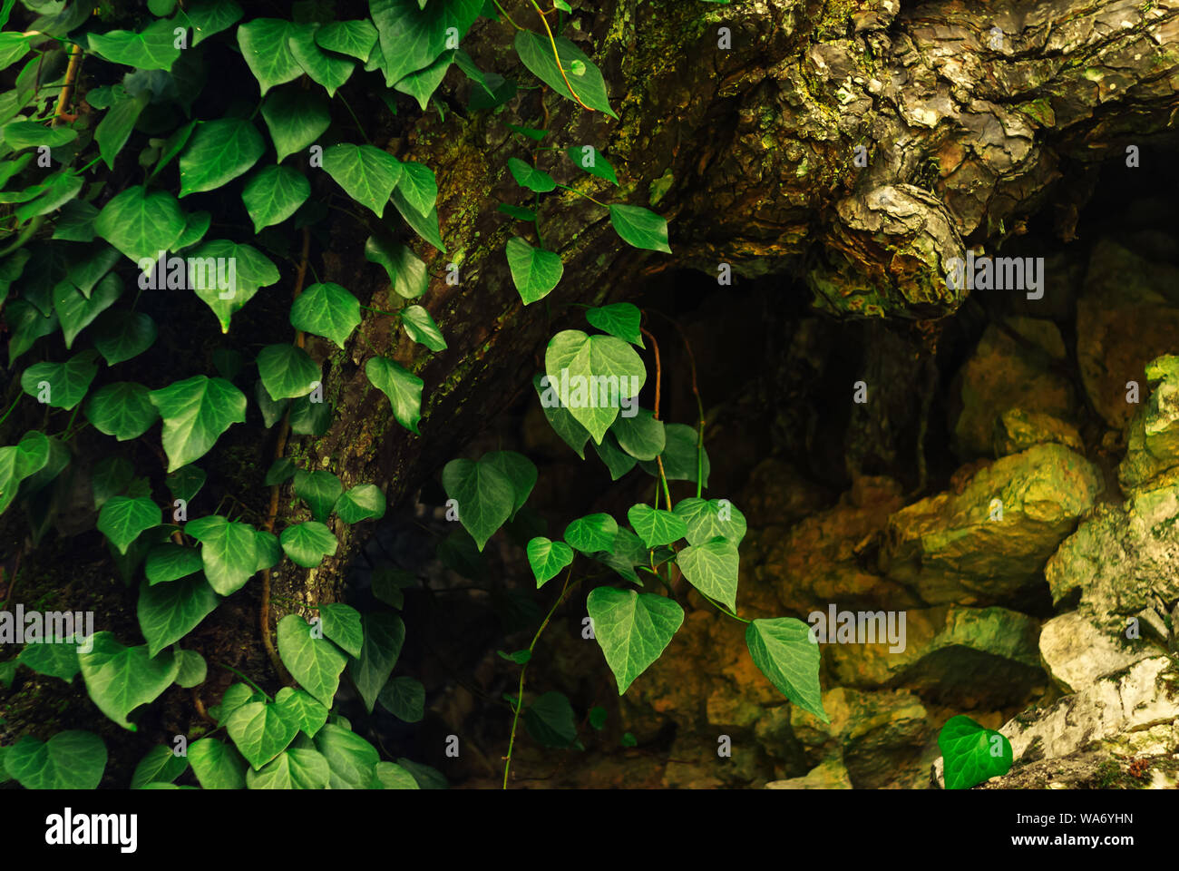 background - colchis ivy on a dry mossy tree roots Stock Photo