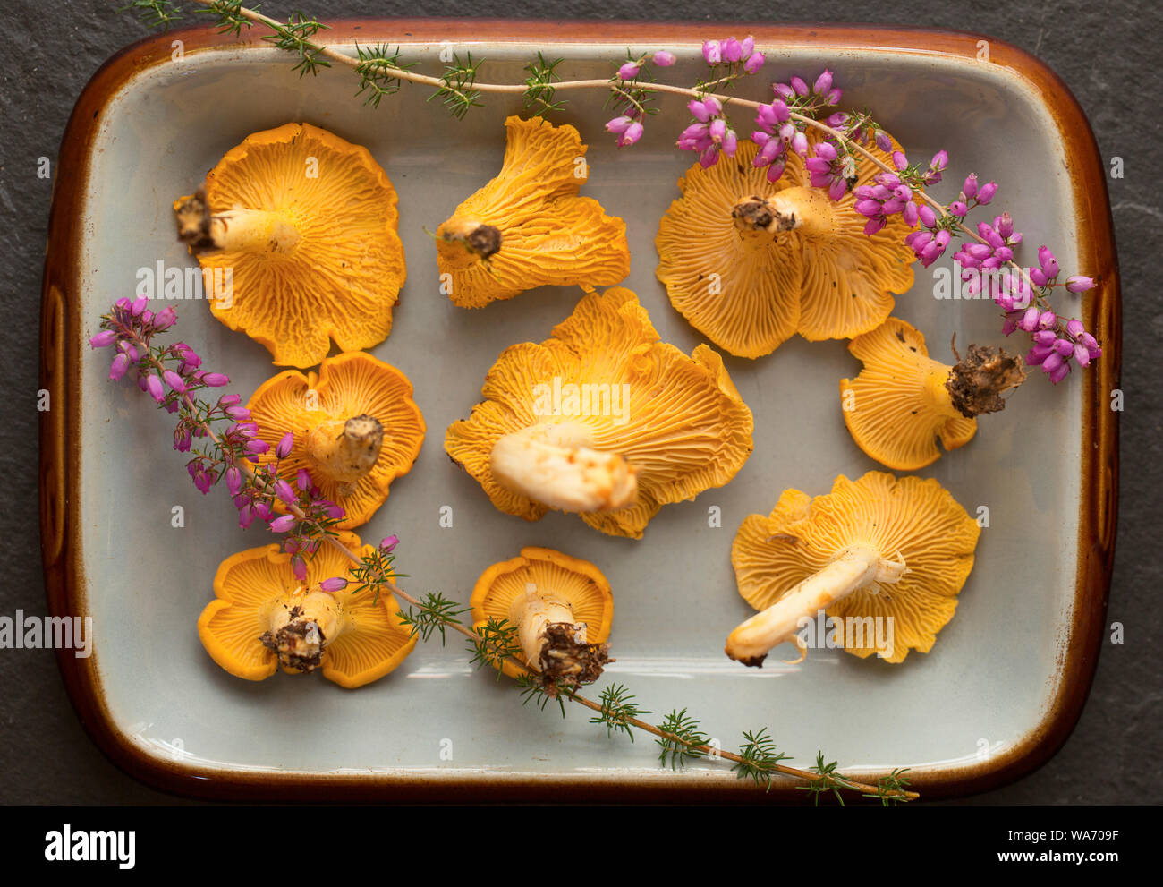 Chanterelles, Cantharellus cibarius, also known as golden chanterelles, decorated with bell heather, Erica cinerea. Chanterelles are popular as an edi Stock Photo