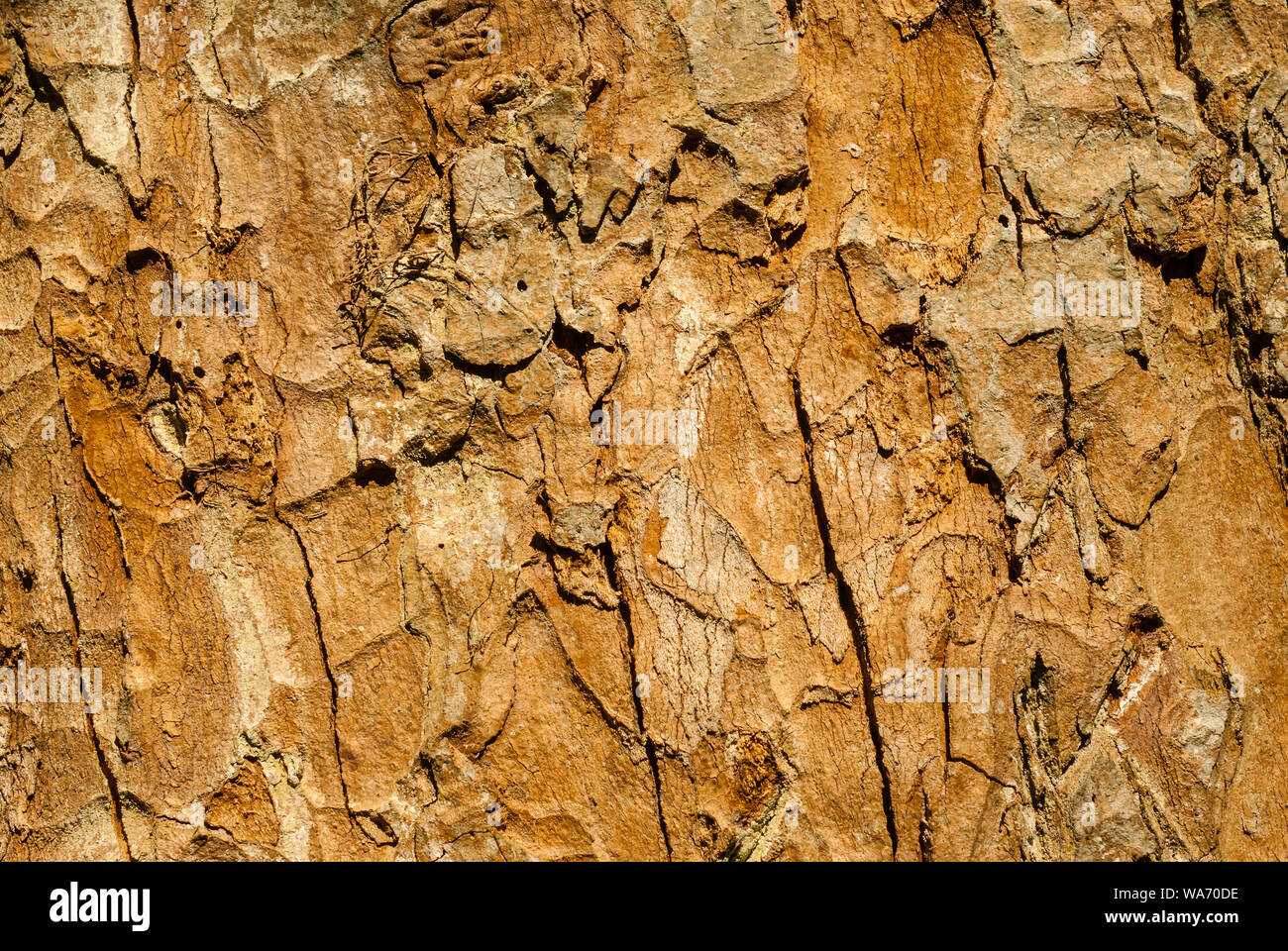 Root Texture Rotten background, texture - rotten wood affected by fungus Stock Photo - Alamy