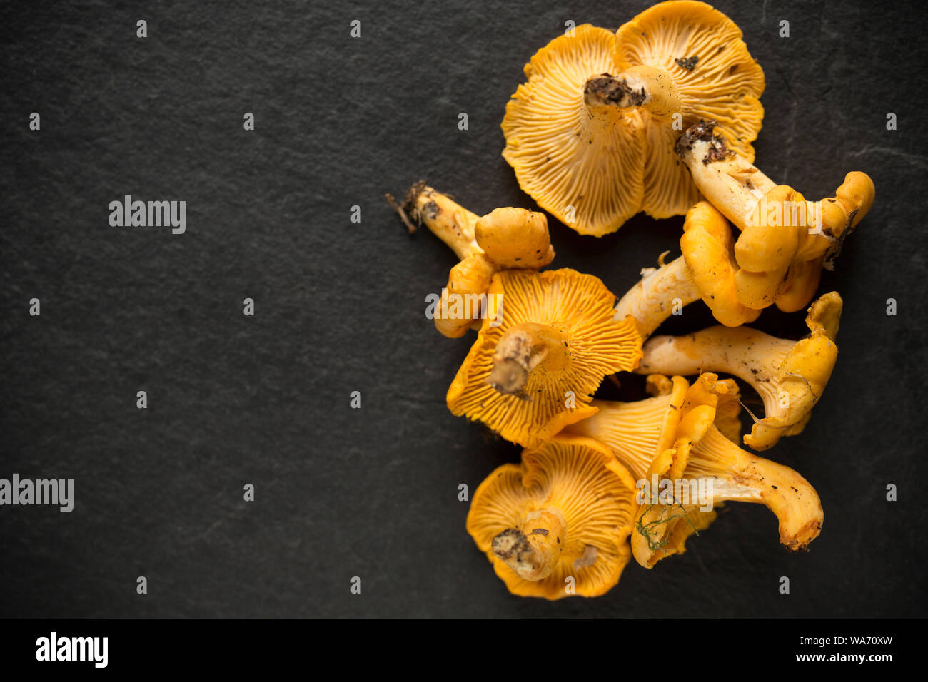 Chanterelles, Cantharellus cibarius, also known as the golden