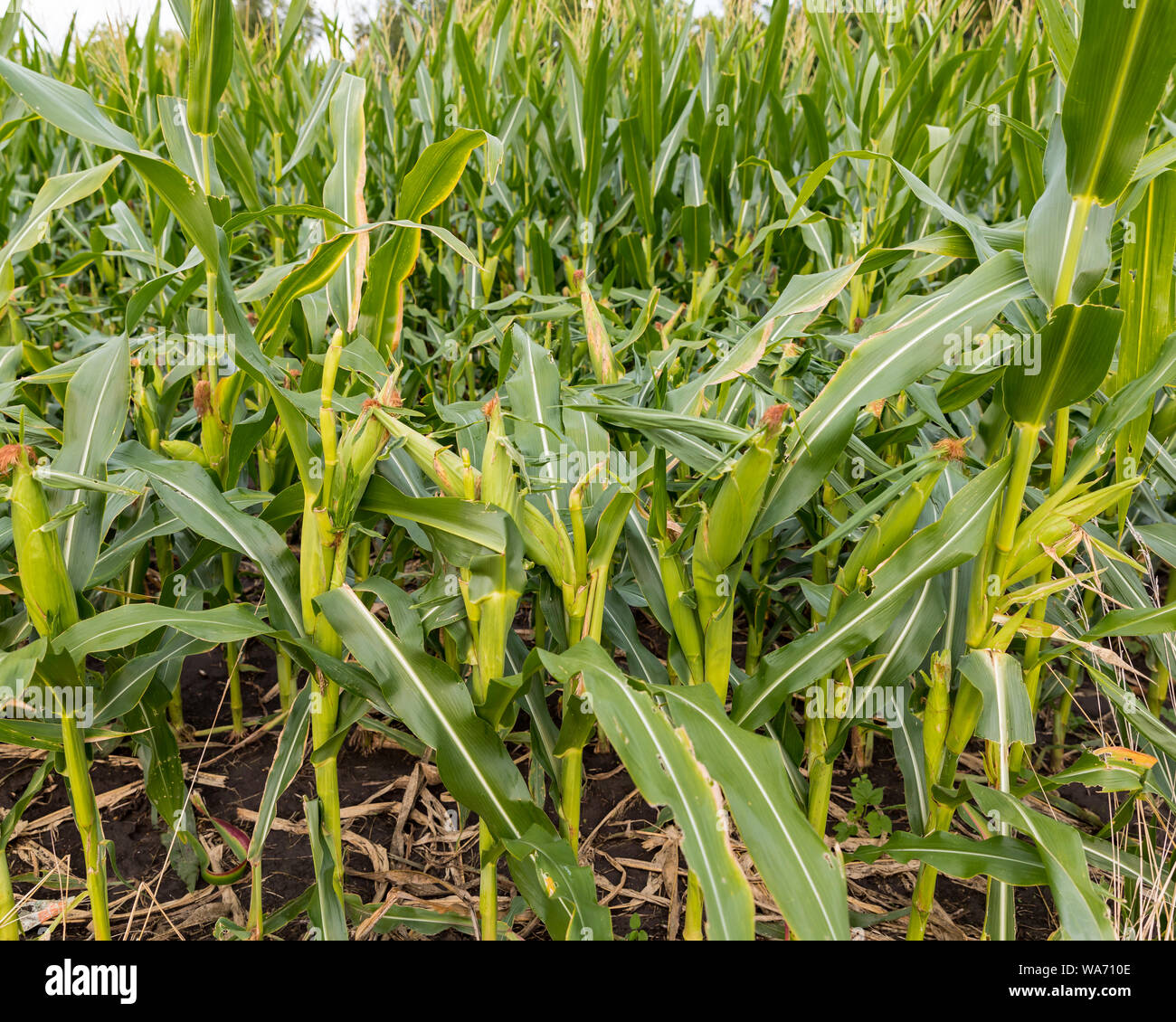 Corn field damage from deer eating stalks and leaves down to ear Stock Photo