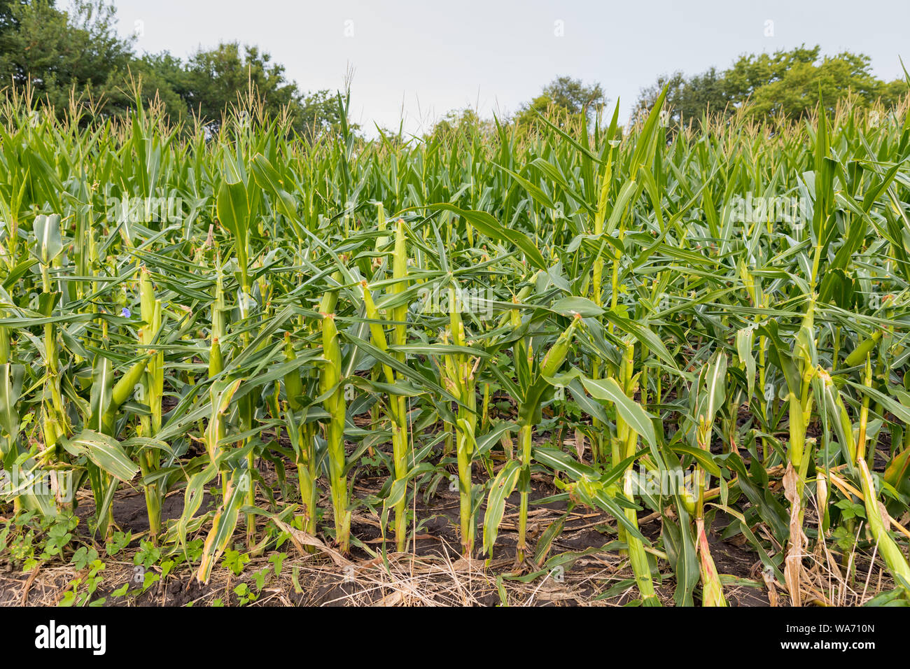 Corn field damage from deer eating stalks and leaves down to ear Stock Photo