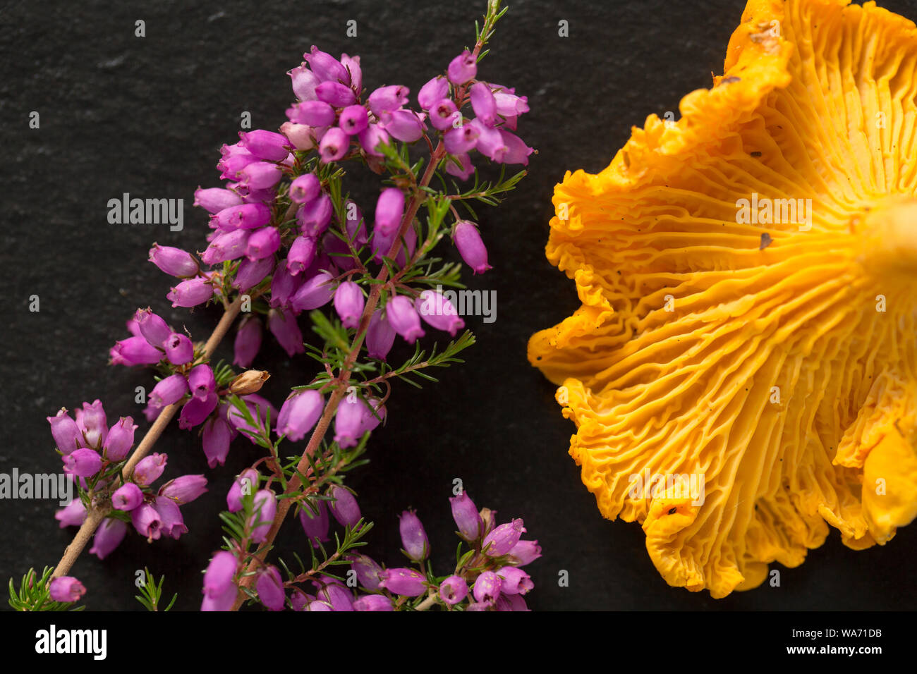 A Chanterelle, Cantharellus cibarius, also known as the golden chanterelle, decorated with bell heather, Erica cinerea. Chanterelles are popular as an Stock Photo