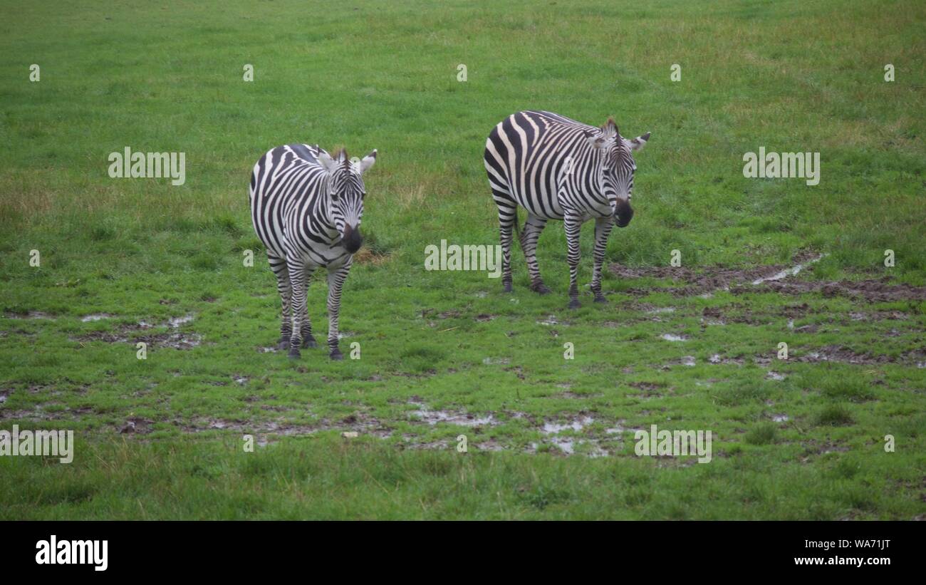 Longleat Safari Park Adventure August 2019 - Photos taken in Longleat Wiltshire Stock Photo