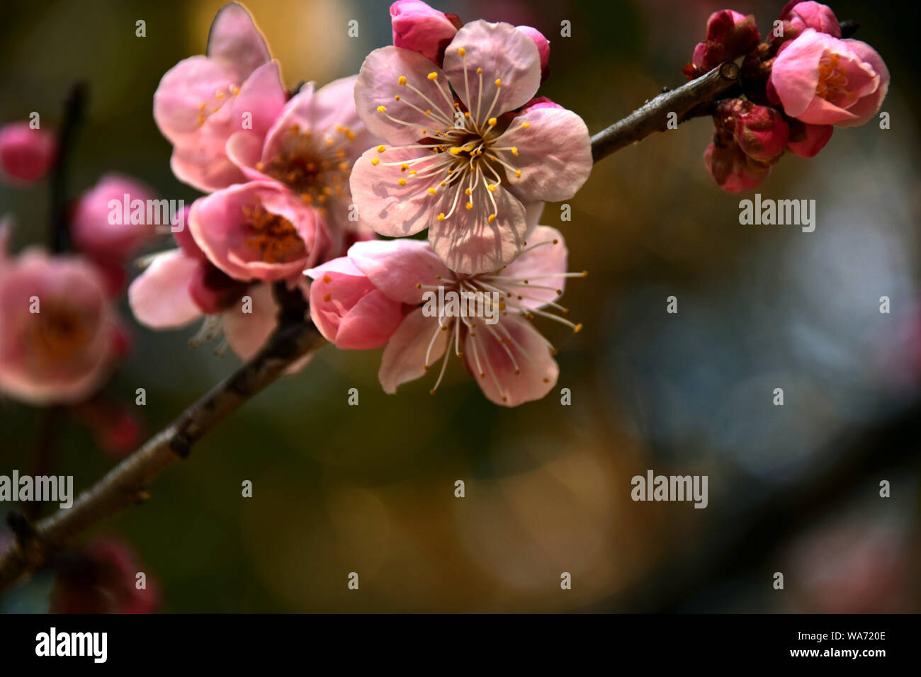 Japanese cherry blossom Stock Photo