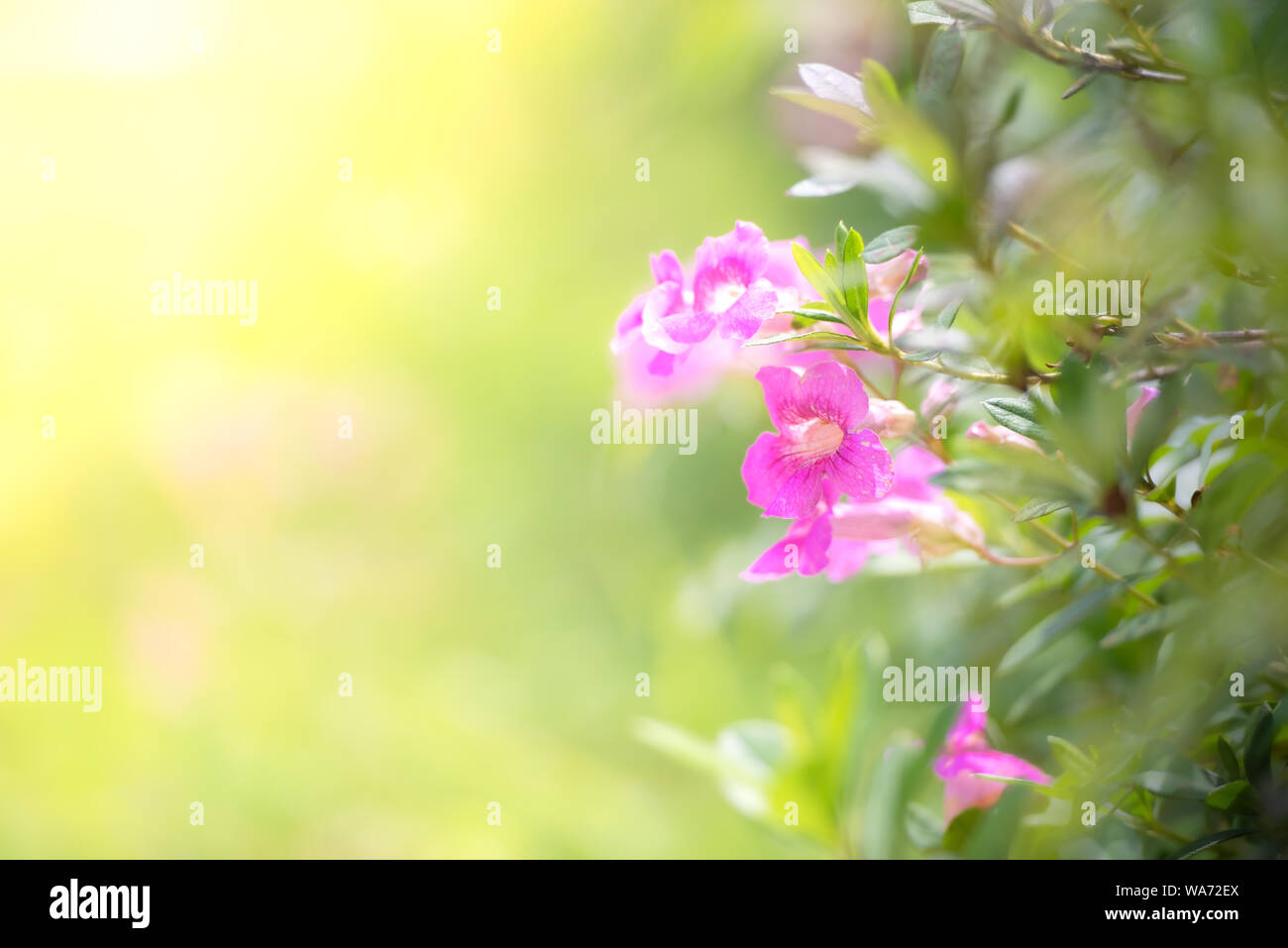 Pink blooming flowers in the garden with yellow background Stock Photo