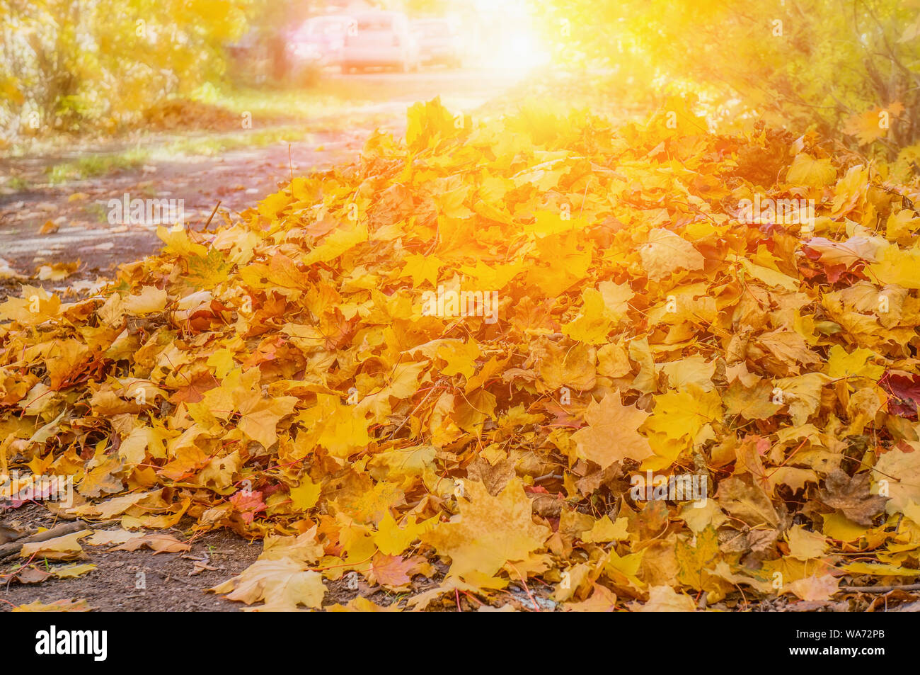 Yellow autumn colors of foliage. Branch with yellow leaves collected for cleaning on the road. Background Stock Photo