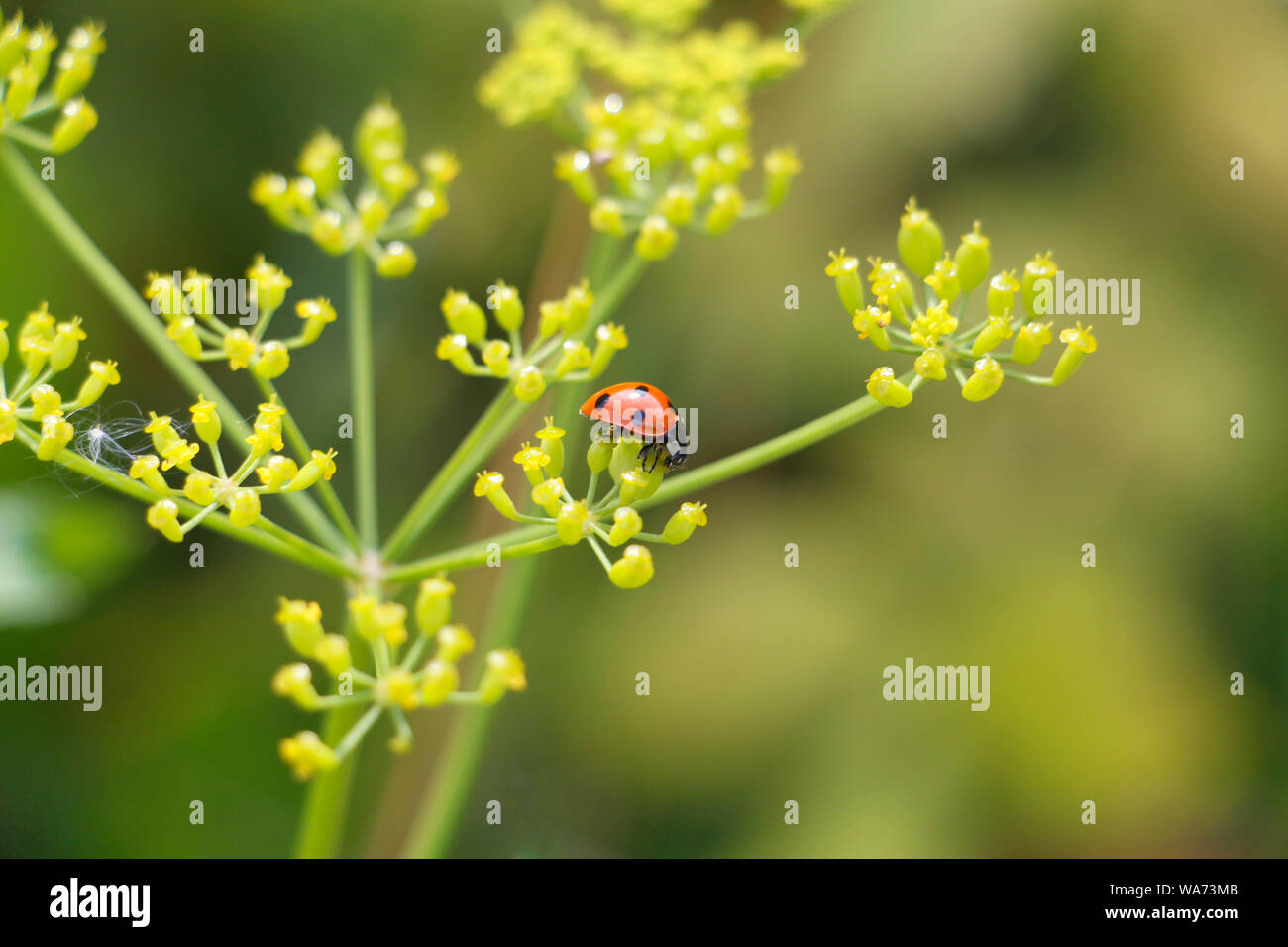 Ladybug on grass background. Macro red ladybug. Ladybug crawls on a flower. Stock Photo