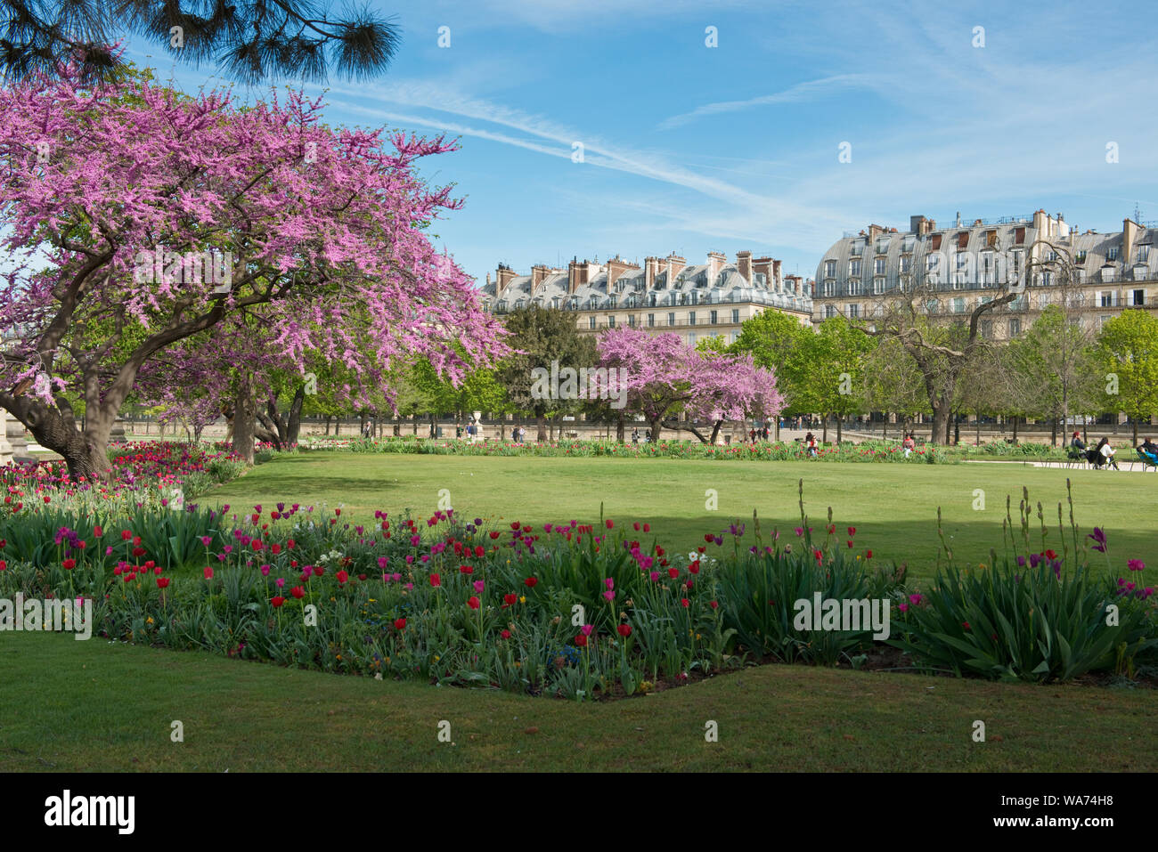 Cherry blosssum in landscaped gardens of Jardin des Tuileries. Tuileries Quarter, Paris, France Stock Photo