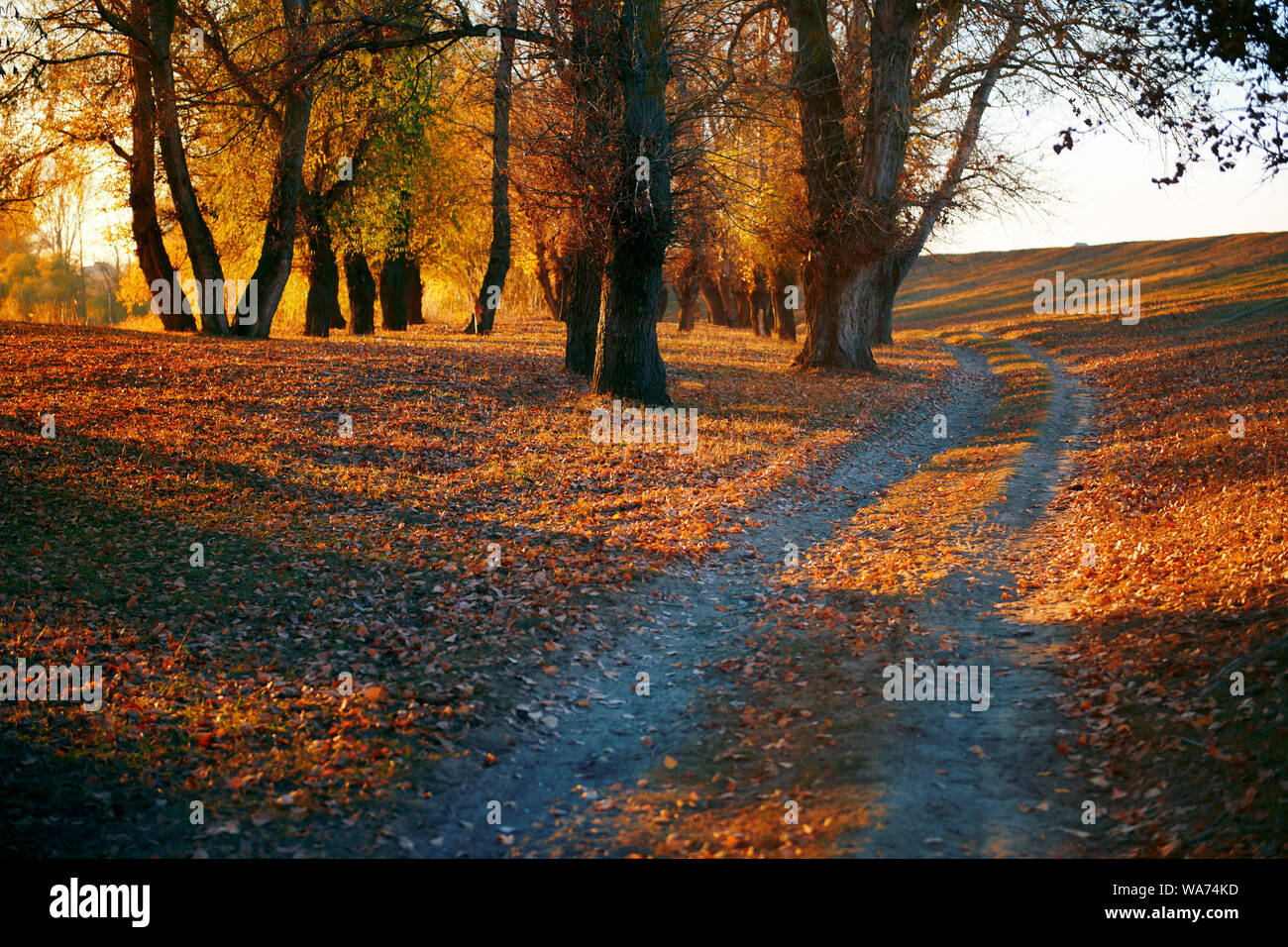 ground road and beautiful trees in the autumn forest,bright sunlight with shadows at sunset