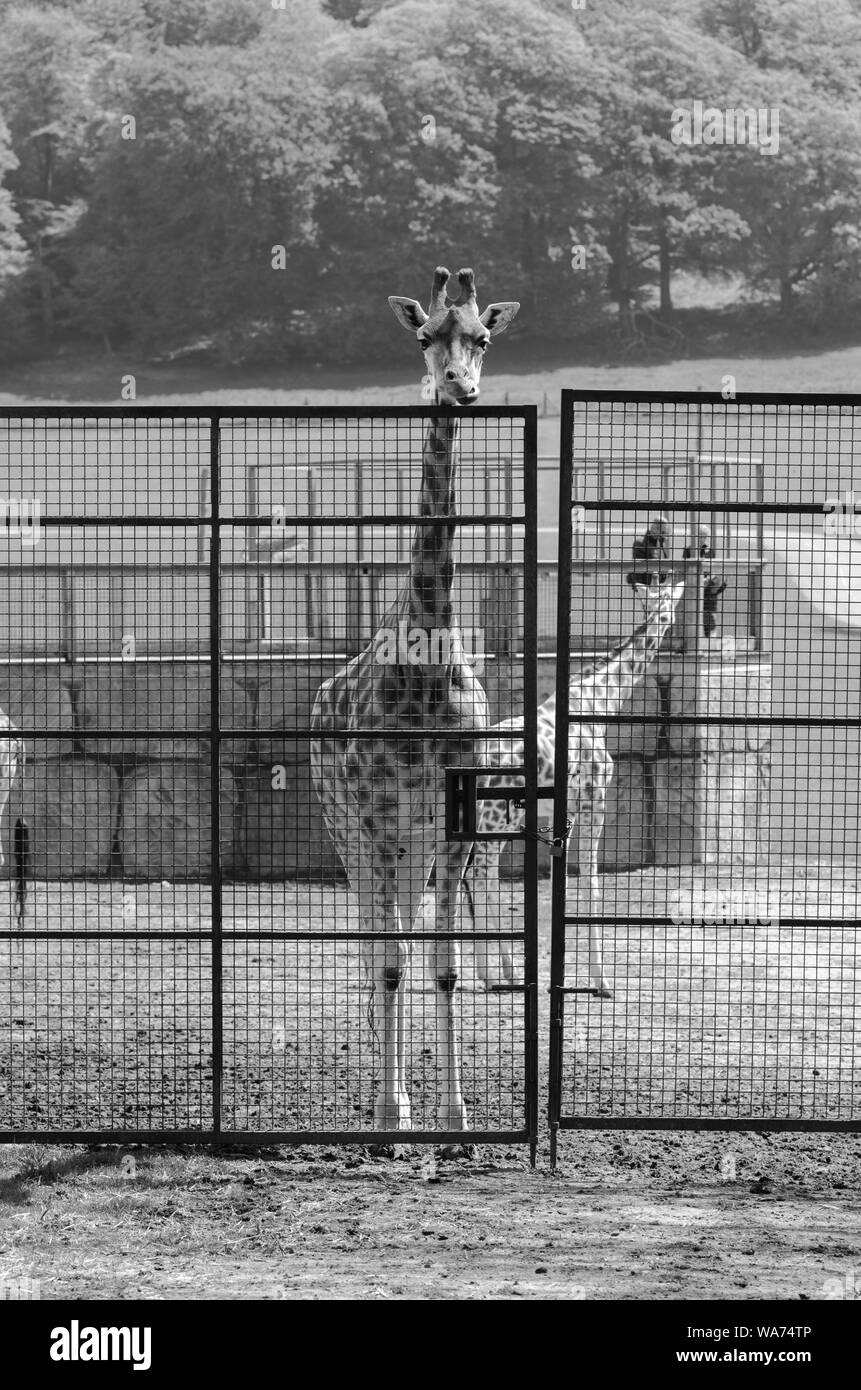 Giraffe looking out of a fence Stock Photo