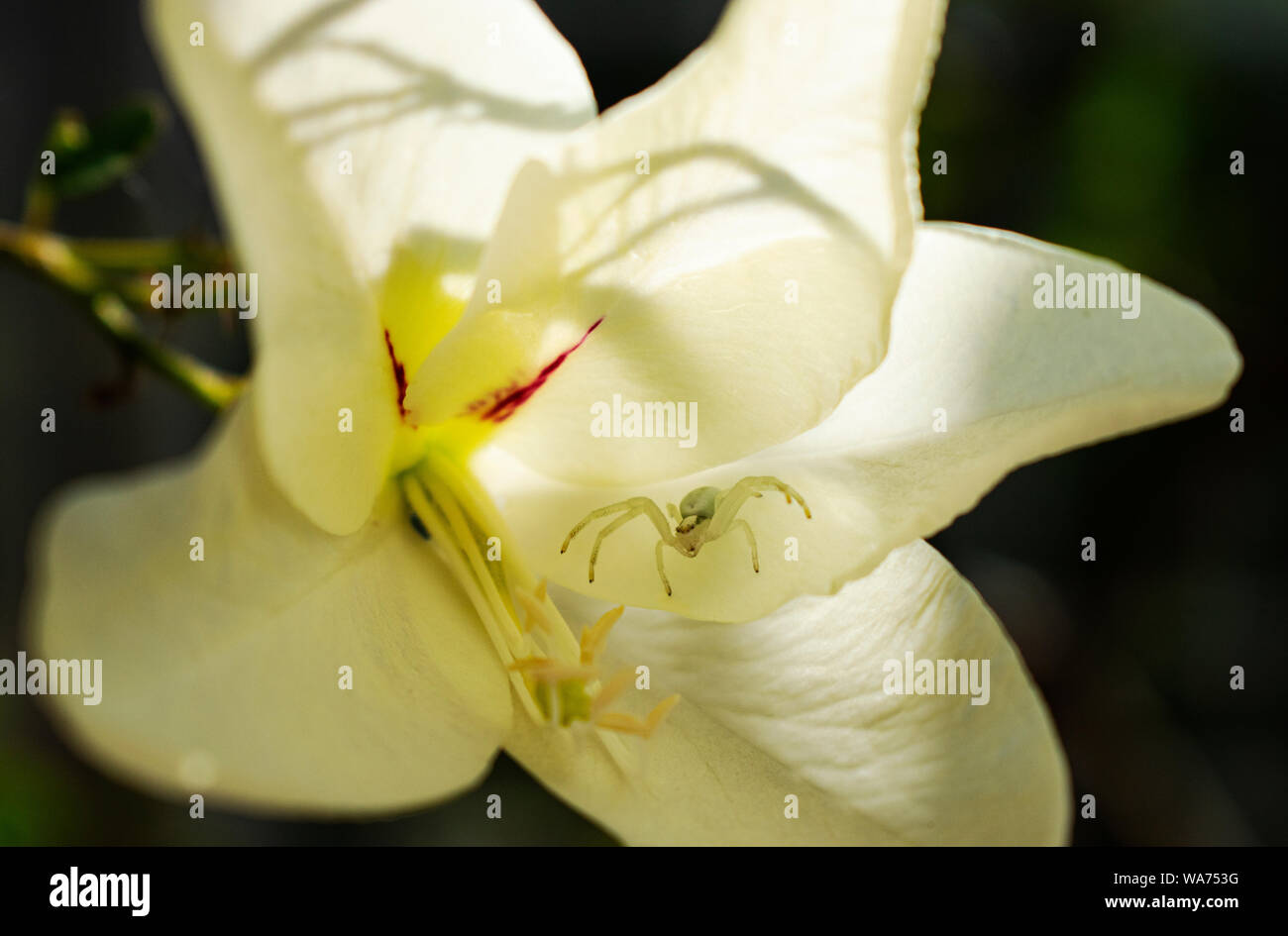 White Spider in a yellow flower at the botanical garden Stock Photo