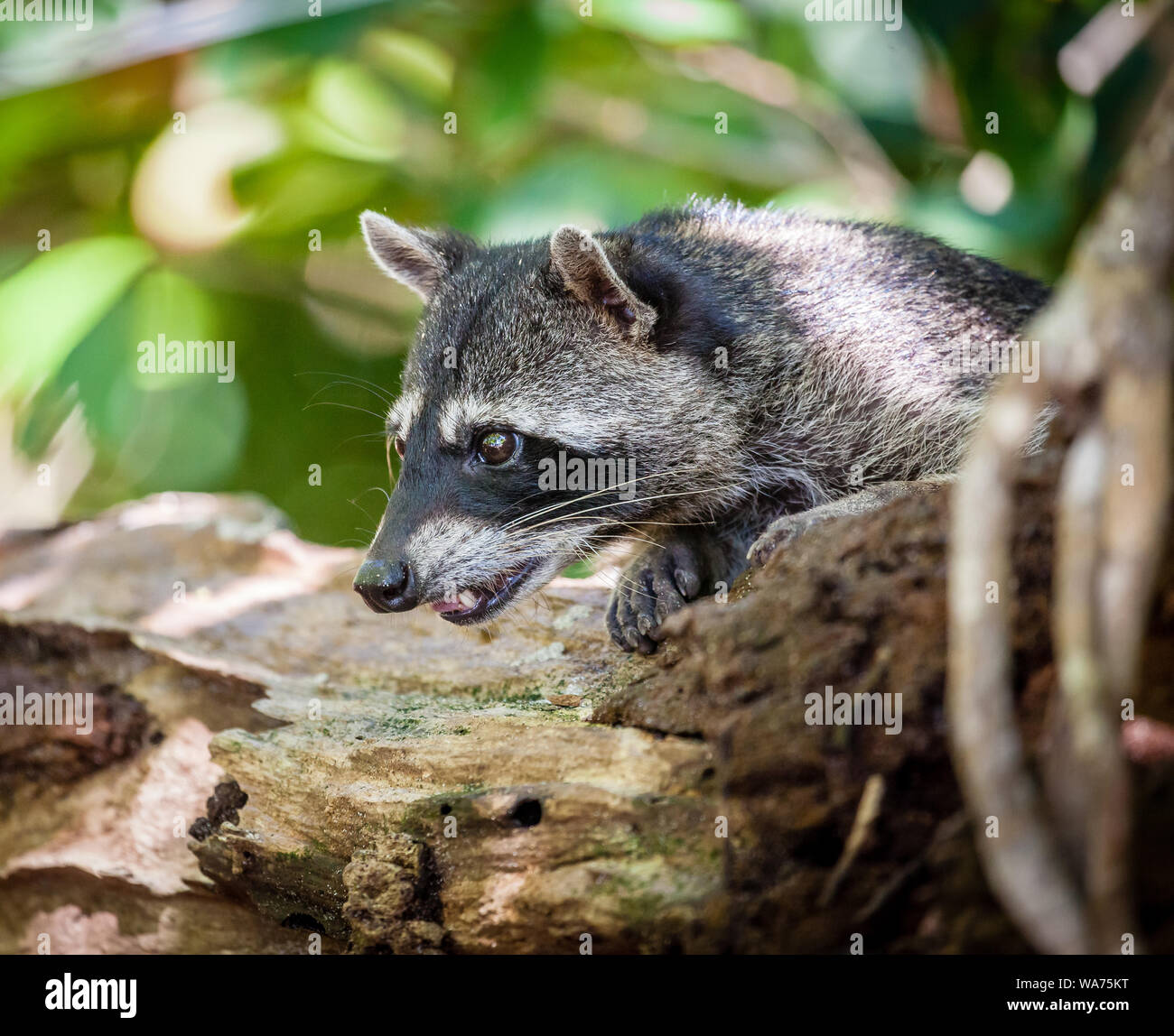 Portrait of a baby racoon in a park in Costa Rica Stock Photo