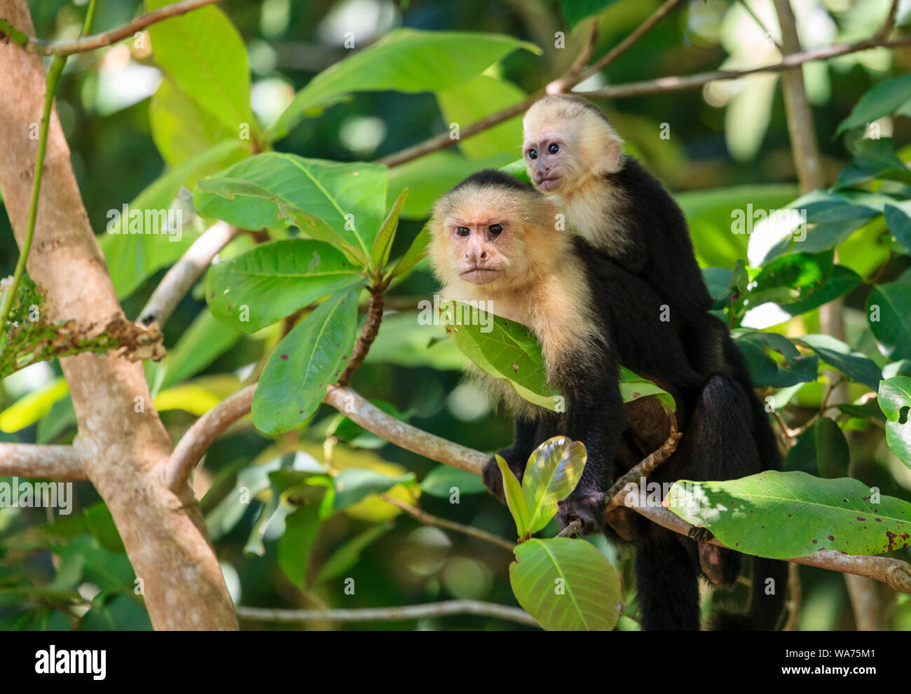 Capuchin monkeys in a tropical forest in Costa Rica Stock Photo