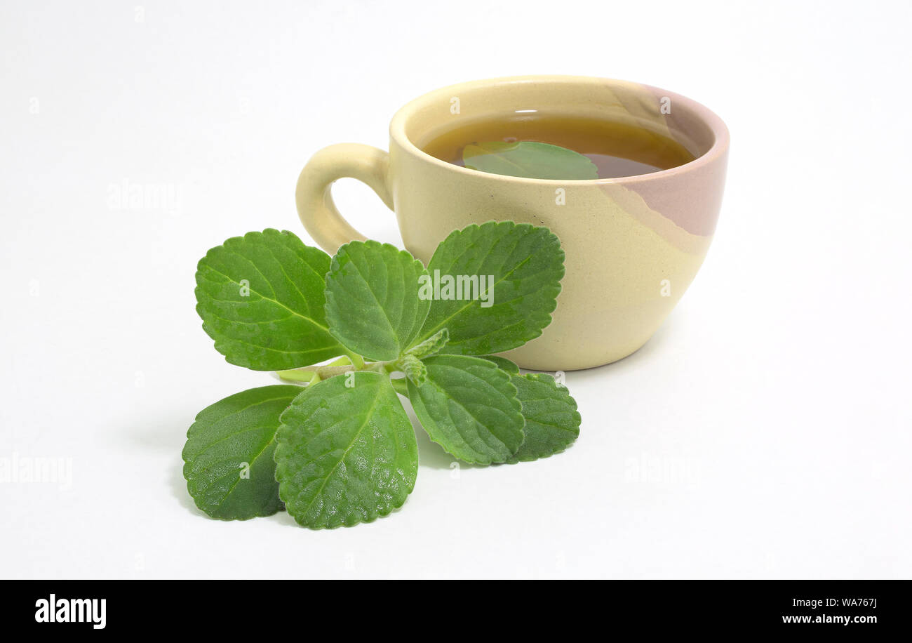 Boldo tea. Natural and medicinal tea. Fresh green plant. Boldo leaf inside the beverage. Stock Photo