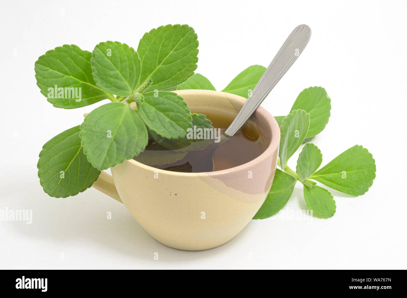 Boldo tea. Natural and medicinal tea. Fresh green plant. Boldo leaf and a teaspoon inside the beverage. Stock Photo