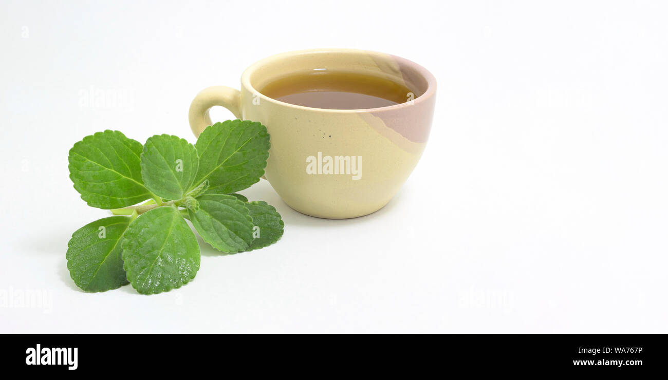 Boldo tea. Natural and medicinal tea. Fresh green plant. Space for text. Stock Photo