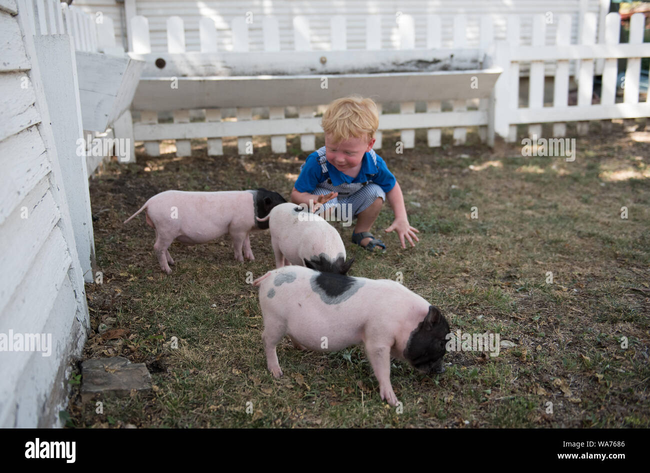 2-year-old Gavin Olson of Savannah, Texas, a visitor to the Heritage Farmstead Museum, feeds piglets at the living-history site interpreting the Texas Blackland Prairie region in North Texas in Plano, a northern suburb of Dallas, Texas Stock Photo