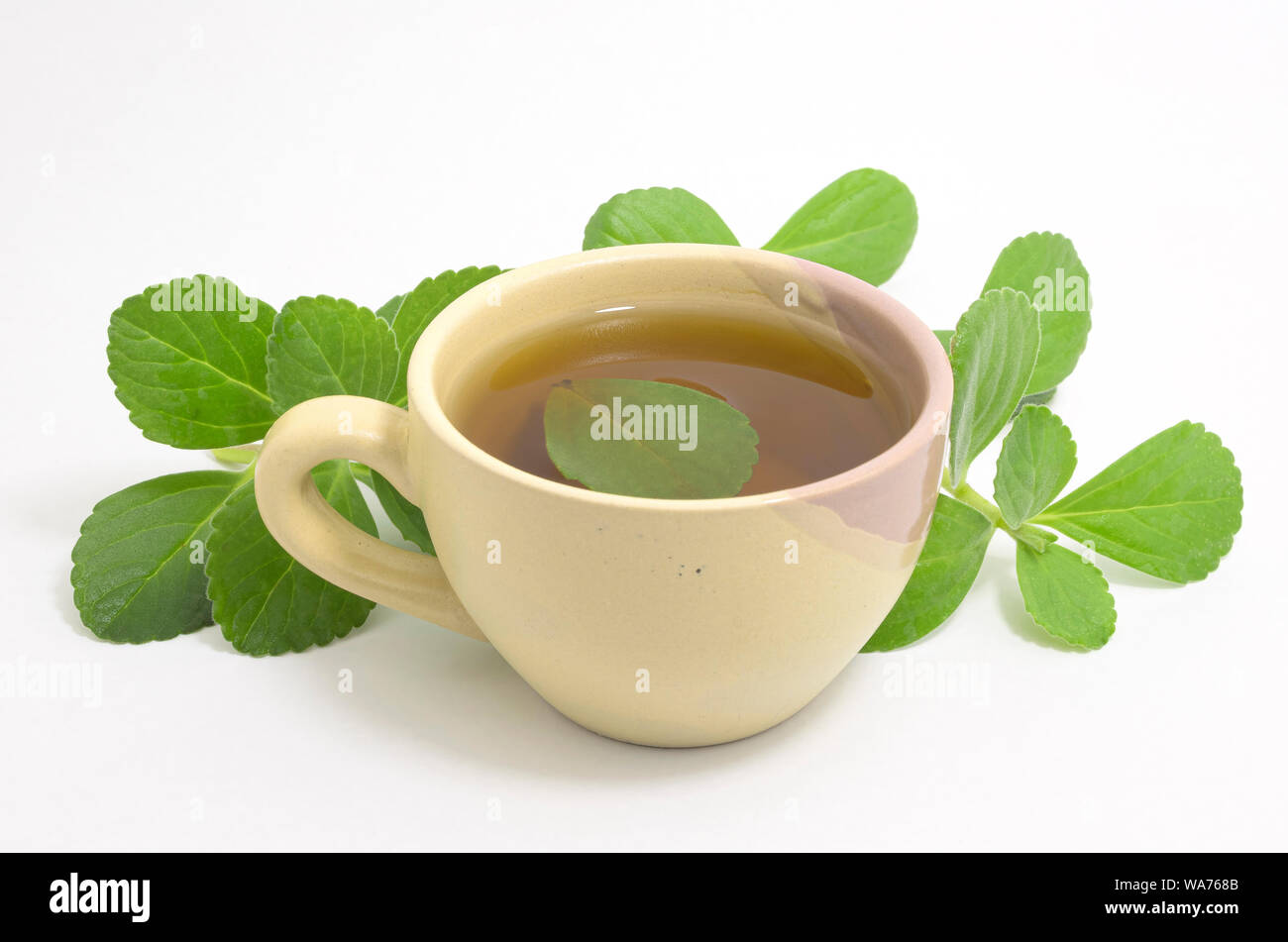 Boldo tea. Natural and medicinal tea. Fresh green plant. Boldo leaf inside the beverage. Stock Photo