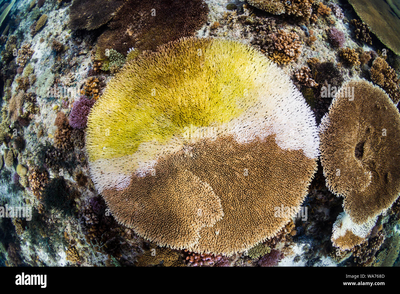 A large Table Coral (Acropora sp.) in the process of bleaching due to global warming and climate change Stock Photo