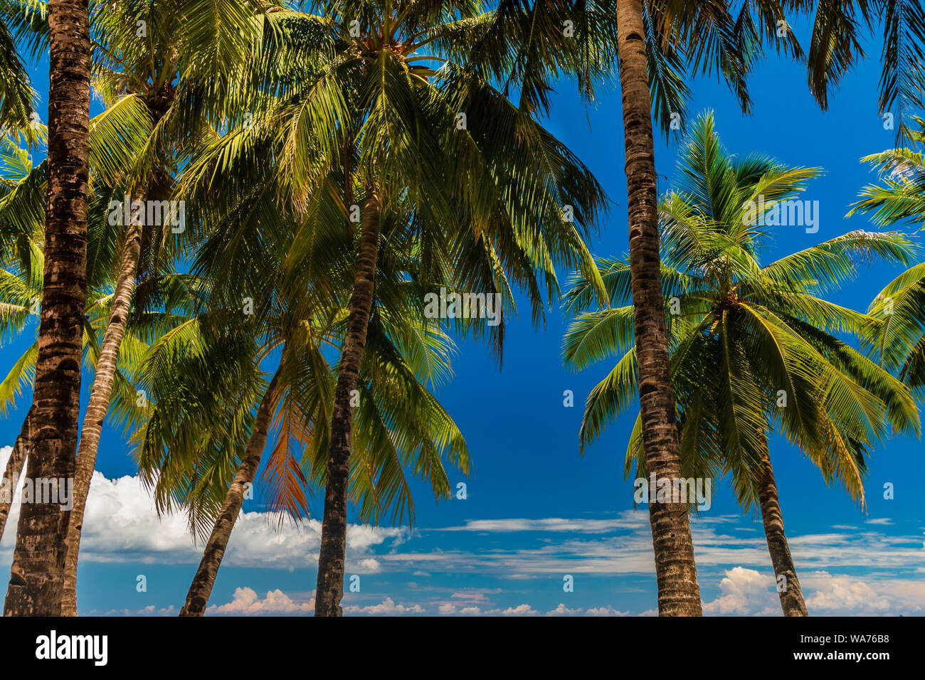 Relaxing tropical island palm trees hi-res stock photography and images ...