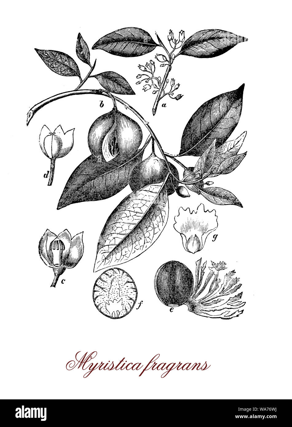 Myristica fragrans evergreen tree native to Moluccas, souce of nutmeg