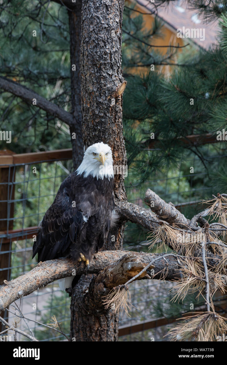 A bald eagle at the Cheyenne Mountain Zoo in Colorado Springs, Colorado. They are not actually bald; the name derives from an older meaning of white headed, from the word piebald, applied A bald eagle at the Cheyenne Mountain Zoo in Colorado Springs, Colorado. They are not actually bald; the name derives from an older meaning of white headed, from the word piebald, applied