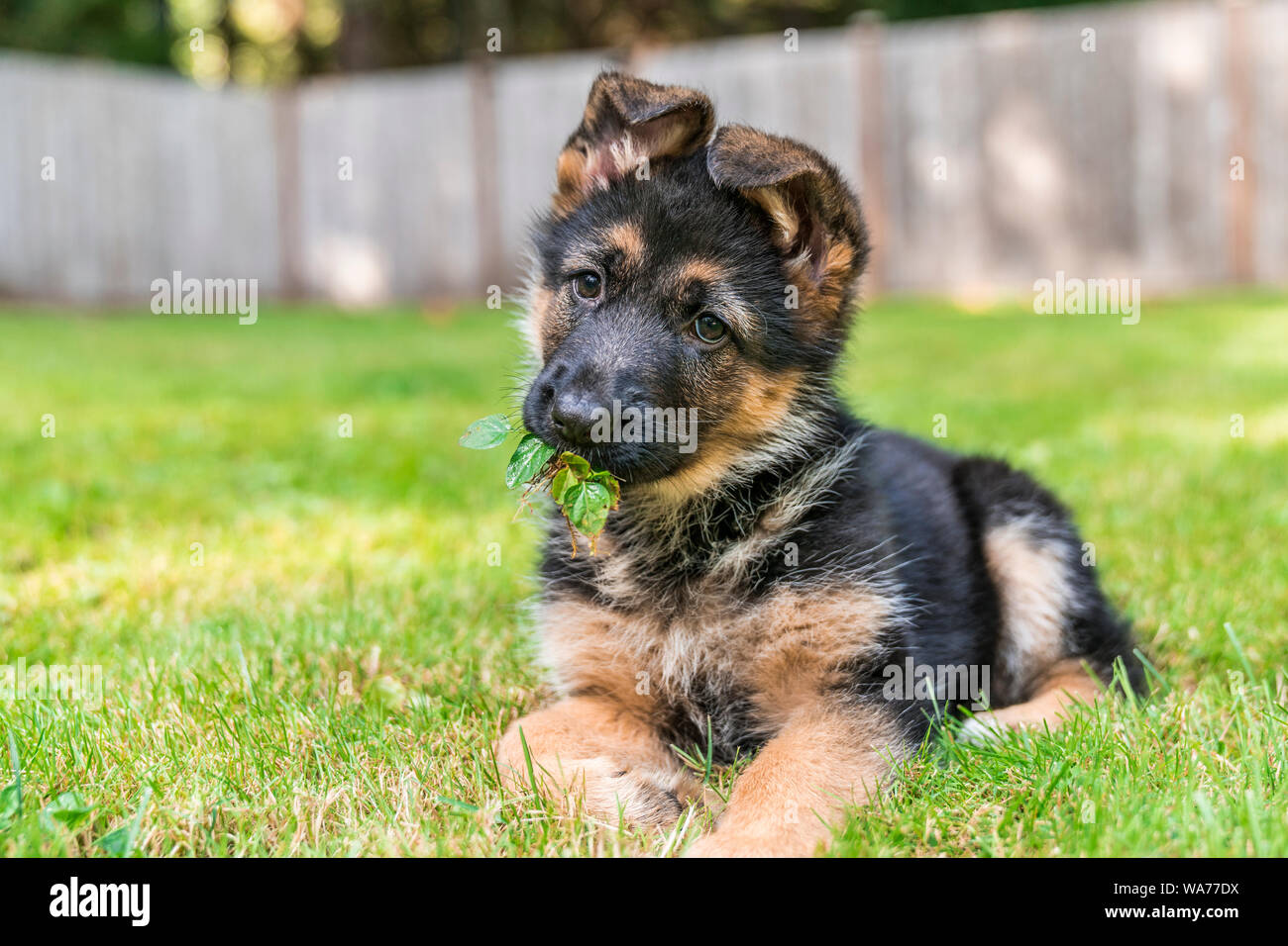 Young German Shepherd Puppy lying on grass with her head tilted, floppy ears, and leaves in her mouth. Stock Photo