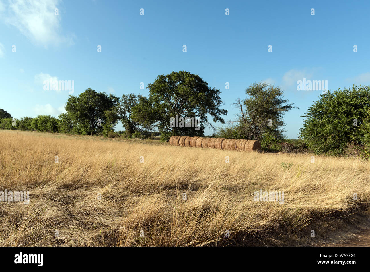 A portion of the Prairie Chapel Ranch in McLennon County, near Crawford, Texas, owned by former president George W. Bush and former first lady Laura Bush. In this field, they are helping to bring back a tiny part of what was once a tallgrass prairie so vast that it stretched from mid-Texas northward into Canada Stock Photo