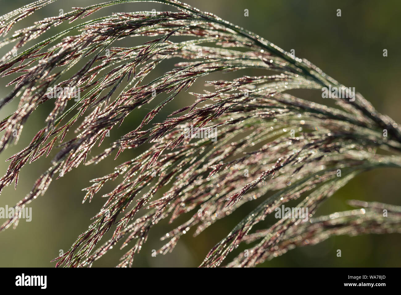 Phragmites australis  reed seed head macro Stock Photo