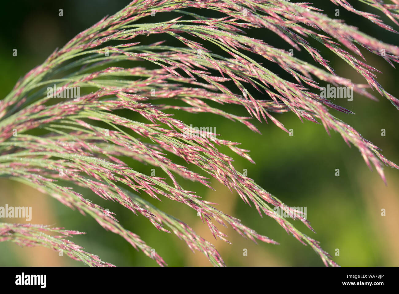 Phragmites australis  reed seed head macro Stock Photo