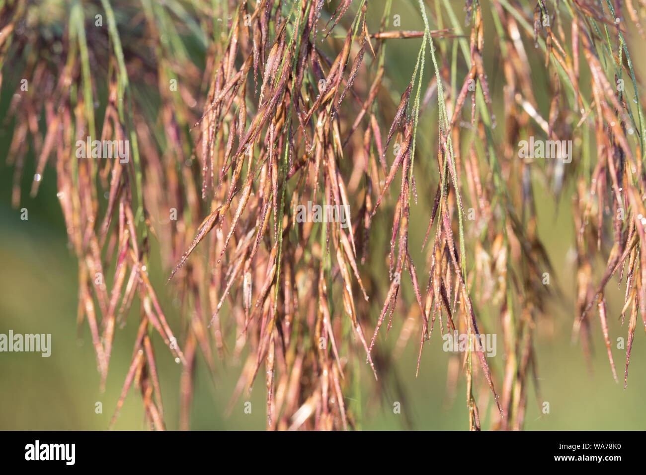 Phragmites australis  reed seed head macro Stock Photo