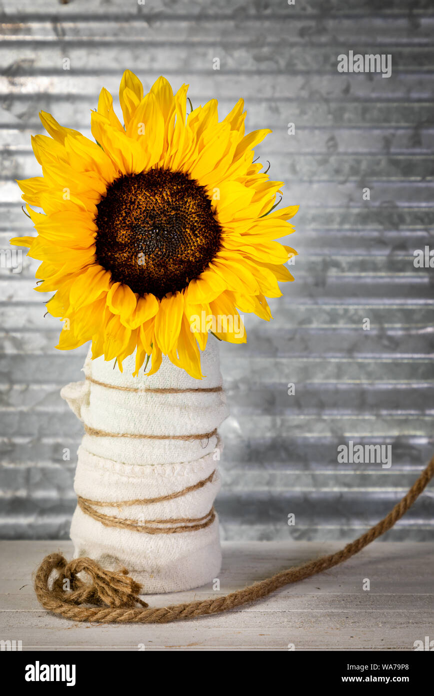 Single sunflower in a vase on rustic background Stock Photo