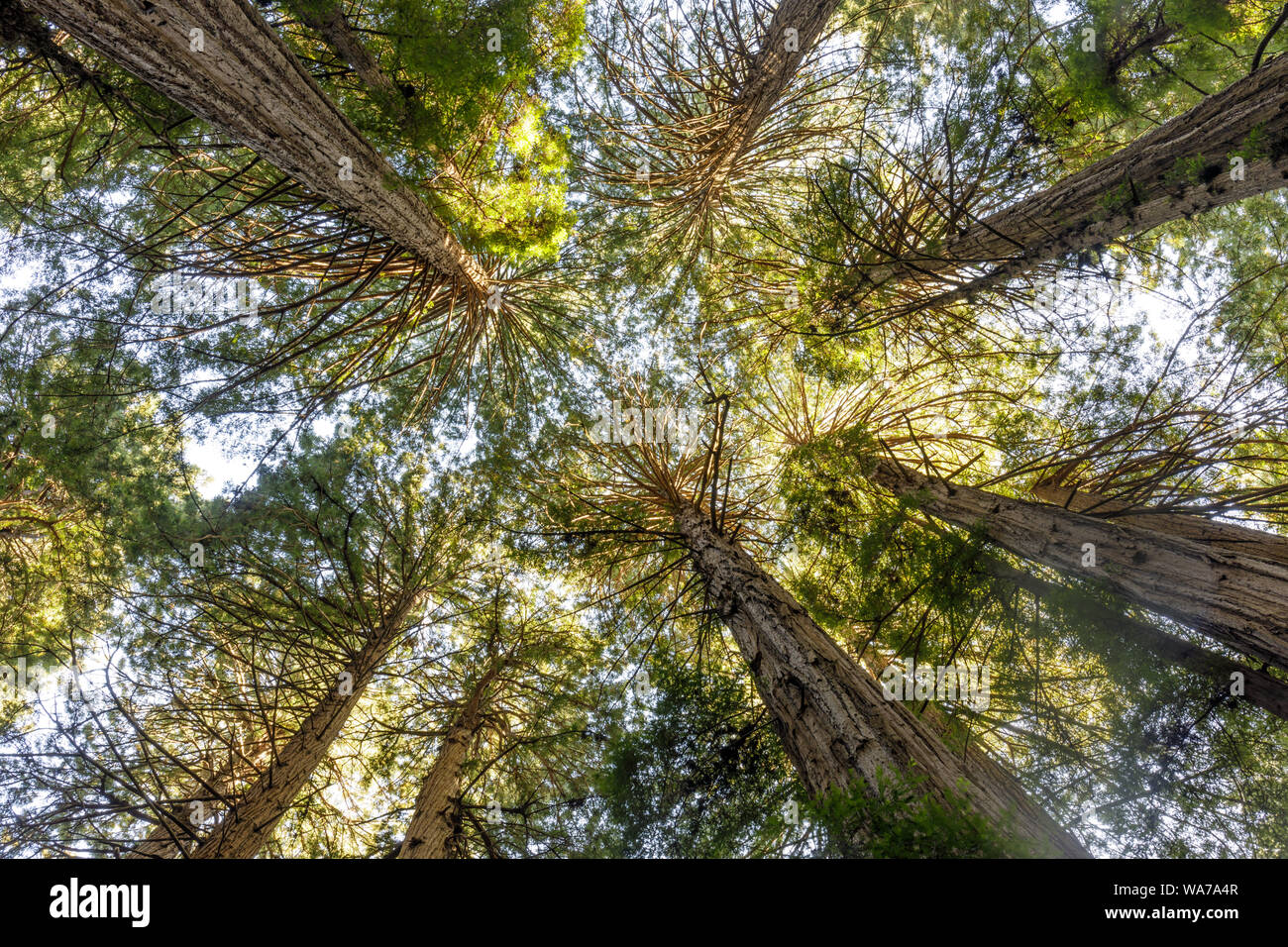 Old Growth Coast Redwood Trees Canopy Stock Photo Alamy