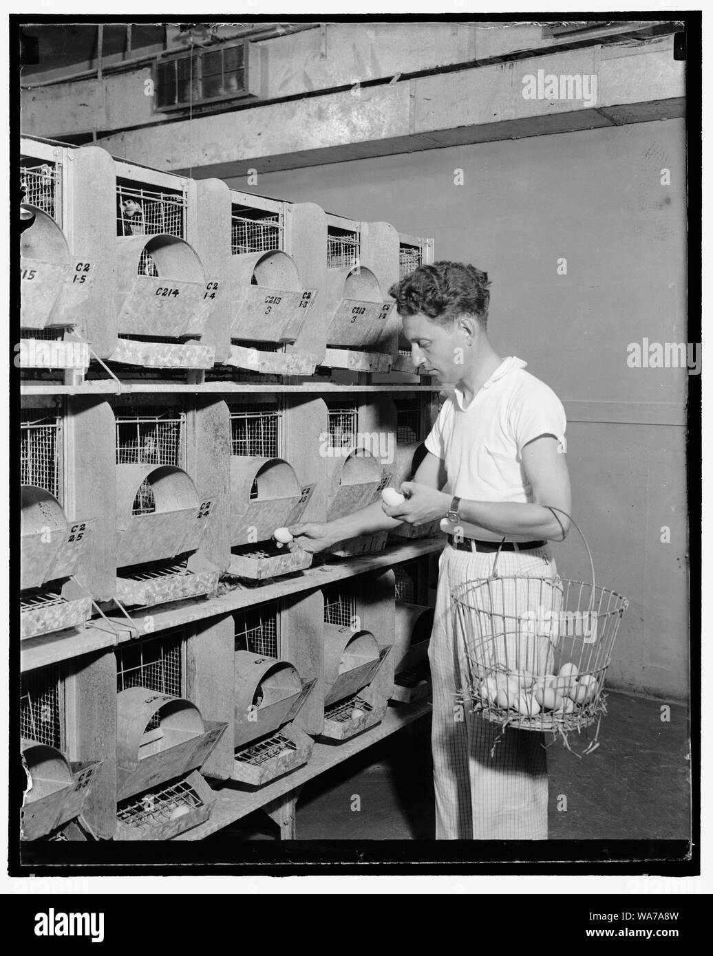 Air conditioned hen house is latest. Washington, D.C., Aug. 9. Biddy increases the production of eggs in an air-conditioned hen house, U.S. Department of Agriculture experts have discovered after extensive experiments. The first temperature controlled maternity ward for hens has just been put into operation at the governmental experimental farm here. The hens have voiced their approval by laying more frequently; also a more uniform egg. R.B. Nestler poultry expert, is pictured as he removes the eggs from the automatic chute in the new room. Note the air conditioning apparatus on the ceiling, 8 Stock Photo