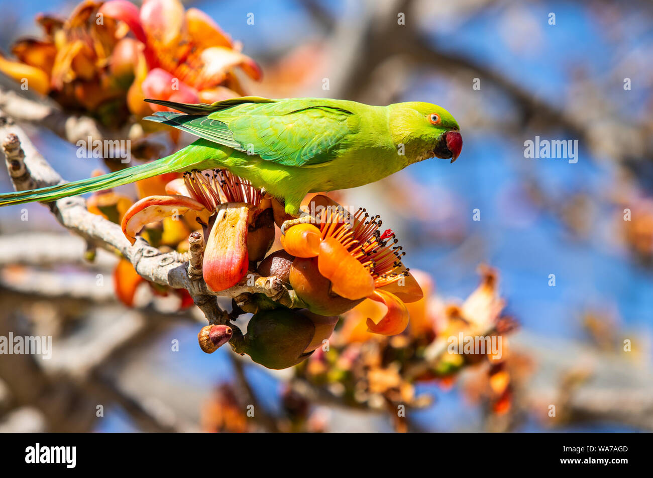 ring necked parakeet in a tree in Tel Aviv Stock Photo Alamy