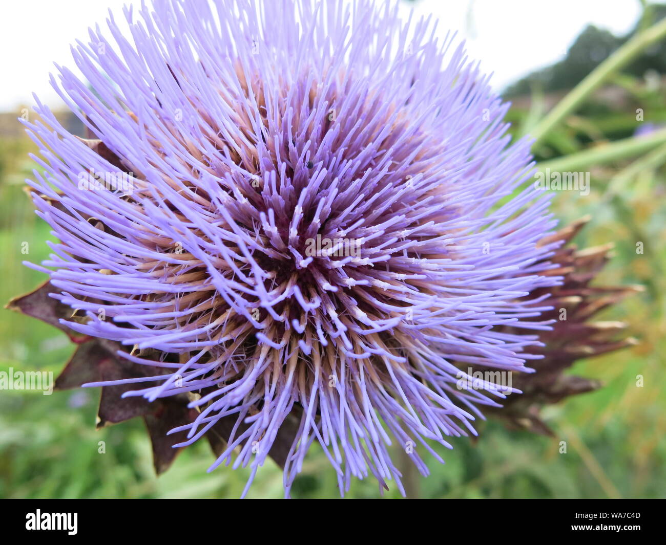 Ornamental Thistle High Resolution Stock Photography And Images Alamy
