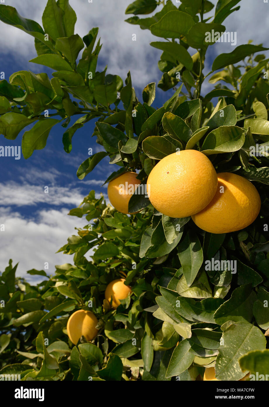 ripe grapefruit at tree Stock Photo