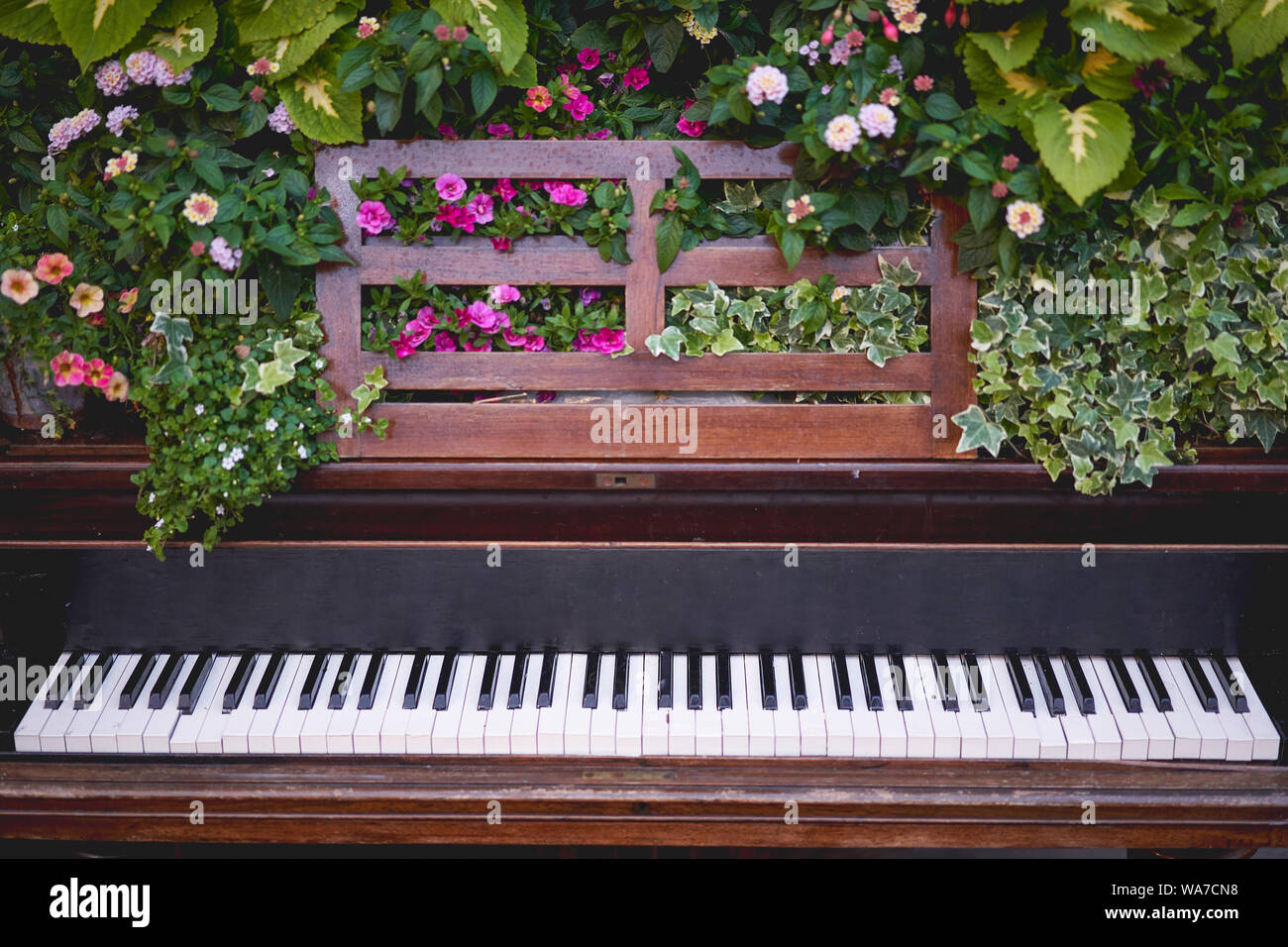 A vintage piano with black and white keys decorated with ivy and other flowers. Landscape format. Stock Photo