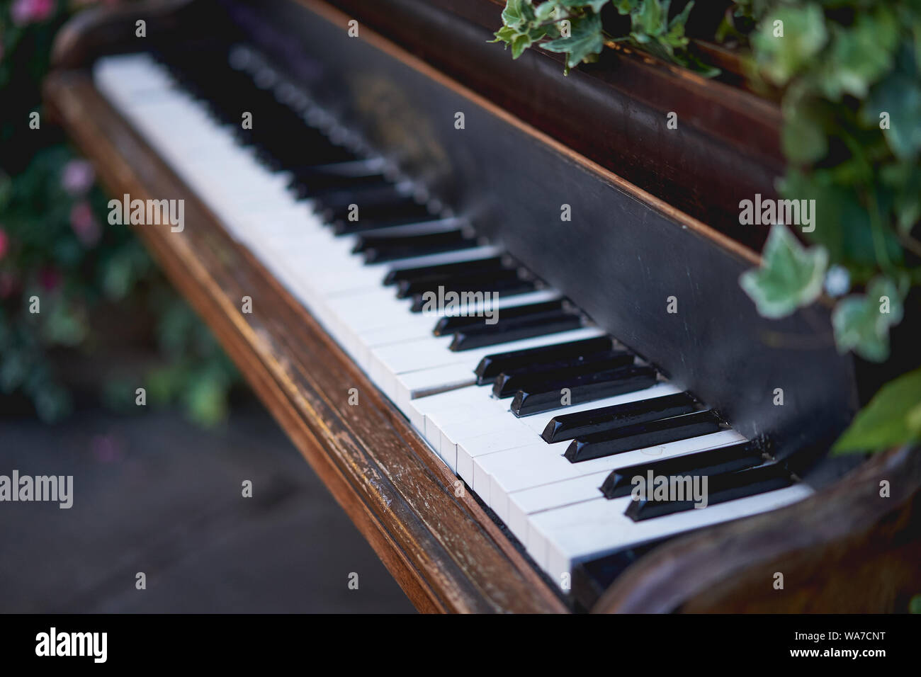 A vintage piano with black and white keys decorated with ivy and other flowers. Landscape format Stock Photo - Alamy A vintage piano with black and white keys decorated with ivy and other flowers. Landscape format Stock Photo - Alamy
