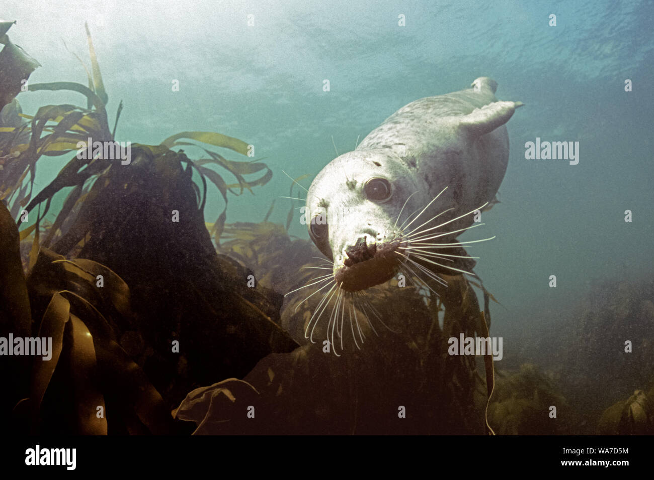 Grey seal investigates. Inquisitive seal. Seal moves in for a closer look. Stock Photo